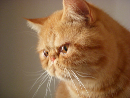 加菲<em>丑丑</em>的春天(<em>丑丑</em>和妹妹) - 猫狗总动员 - 梦