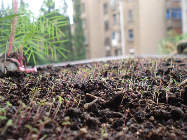 请问大家领取的太阳花种子发芽没有啊?(我家的