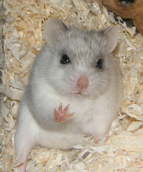 坎贝尔侏儒仓鼠