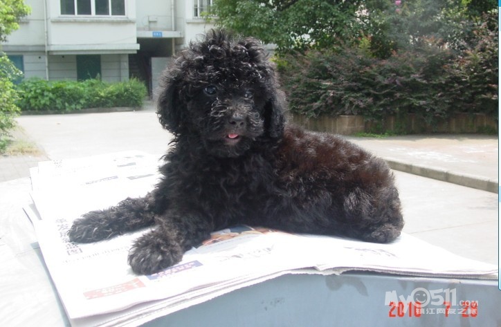 出售黑红<em>色</em>泰迪有<em>照片</em> - 宠物交易 - 猫狗总动员