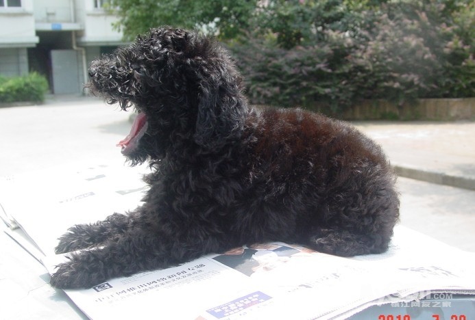 出售黑红<em>色</em>泰迪有<em>照片</em> - 宠物交易 - 猫狗总动员