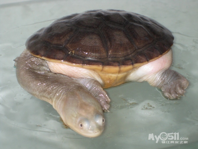 宠爱一生宠物店 雨林蝎 小蜘蛛 角蛙 魔王松鼠