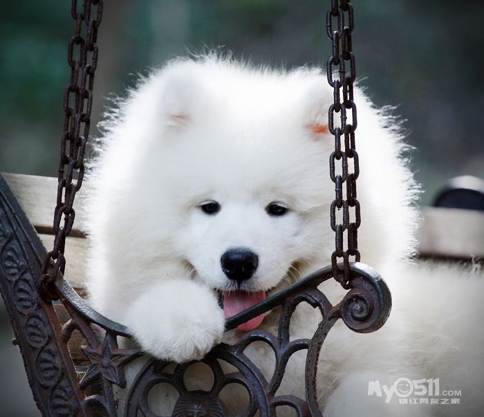 伊藤漂亮儿子之小k,酷酷的<em>照片</em> - <em>猫狗</em>总动员 -