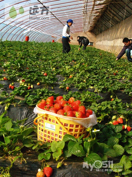 节活动 句容草莓采摘茅山祈福一日游 大<em>140</em>小