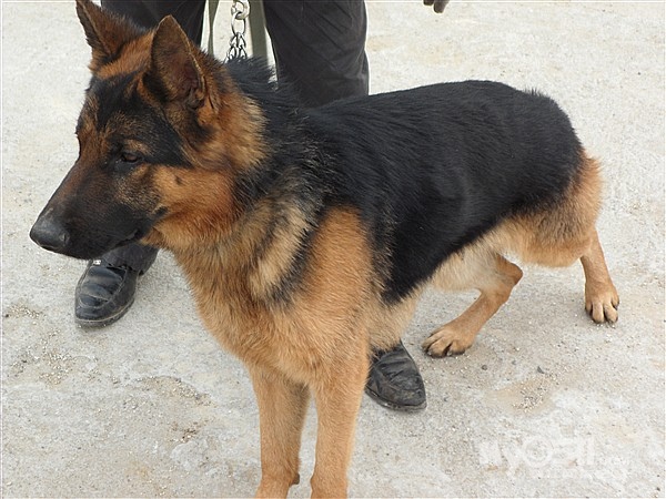 03 出售两只德国牧羊犬种犬(有耳号)