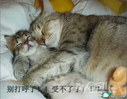 可爱猫咪们的 搞笑图片  新人报道 希望大家多多