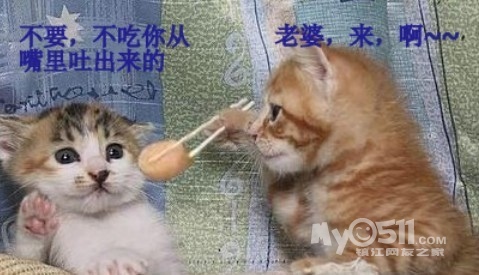 可爱猫咪们的 搞笑图片  新人报道 希望大家多多