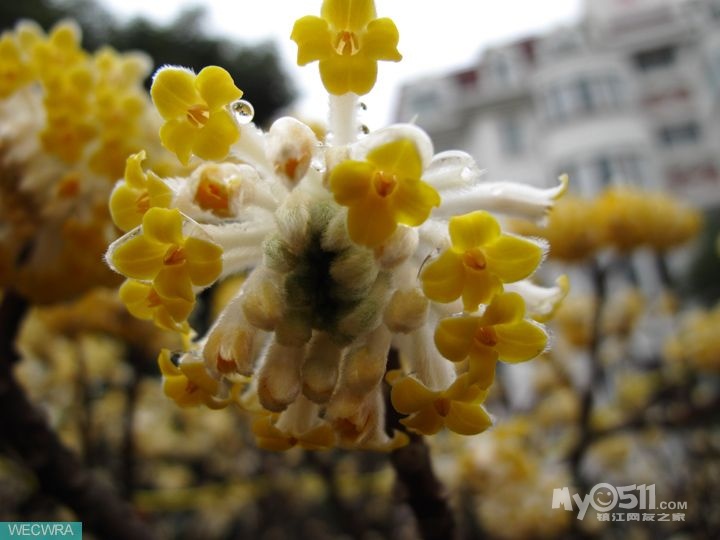请问有人知道这是一种什么植物吗,怎么光有花