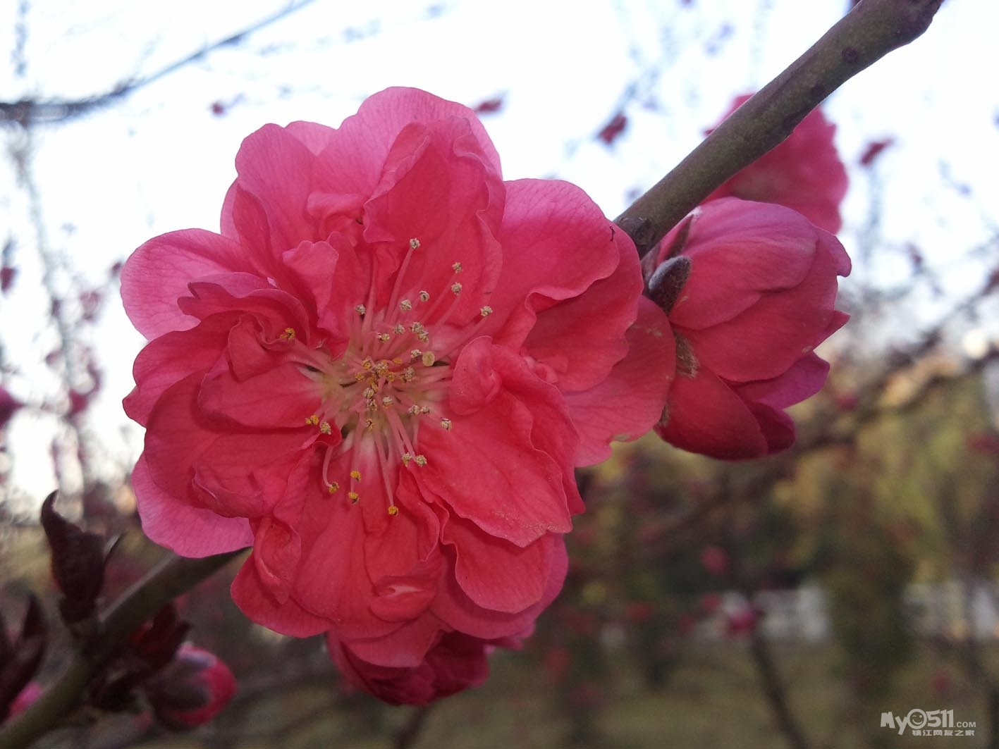 植物生病了,叶子的背面有很小的像蜘蛛一样的