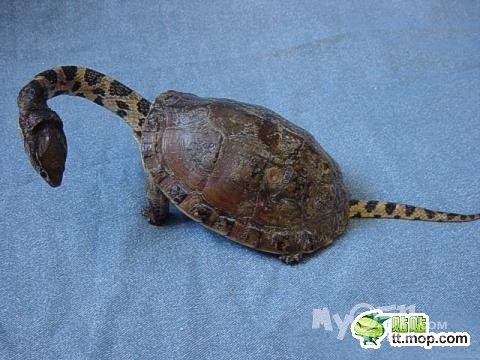 尼玛你以为<em>穿</em>个<em>马甲</em>我就<em>不认识</em>你了嘛 - 茶余饭