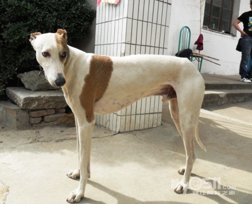 江苏唯一的康熙猎犬在镇江 - 宠物交易 - 猫狗总