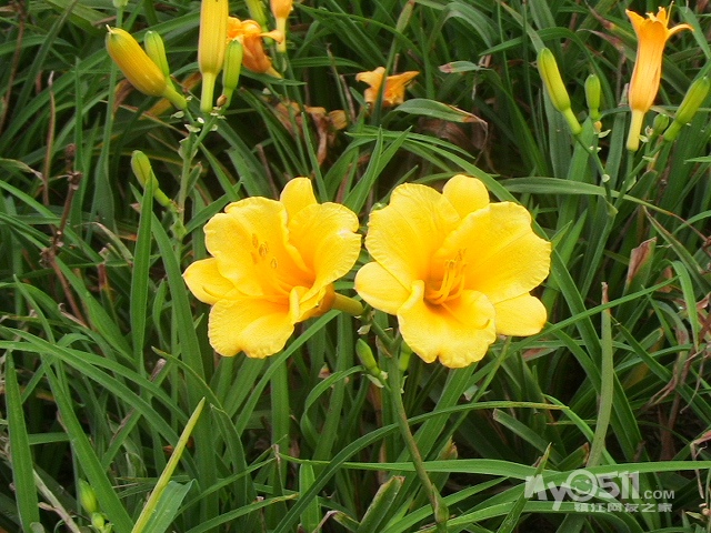 关于孩子小学时期健康、教育话题交流 - 家有学