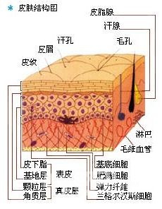 *各护肤品成分大分析,不断更新中* - 女性天地