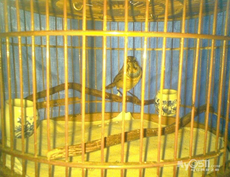 售鸟红子腹胡子山雀颏黑蓝靛之怒怎么选美洲豹图片