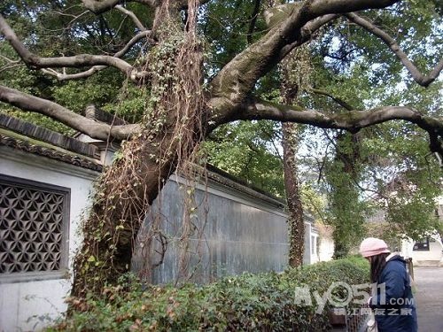 皂荚树小时候_霍建华小时候_80后小时候玩的游戏 ...