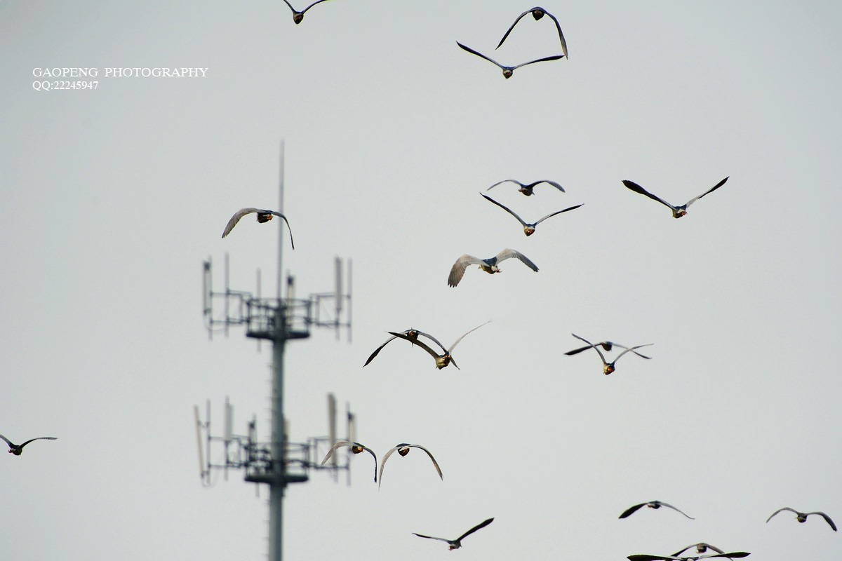 。我要的飞翔。 - 视觉Coffeeshop摄影部落 - 梦