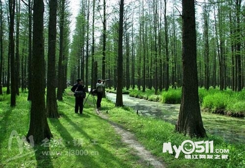 4月19日 非周末 兴化水上森林及美丽油菜花一