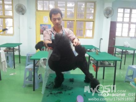 和大家分享我的b级宠物<em>美容</em>学习「7月20号,超