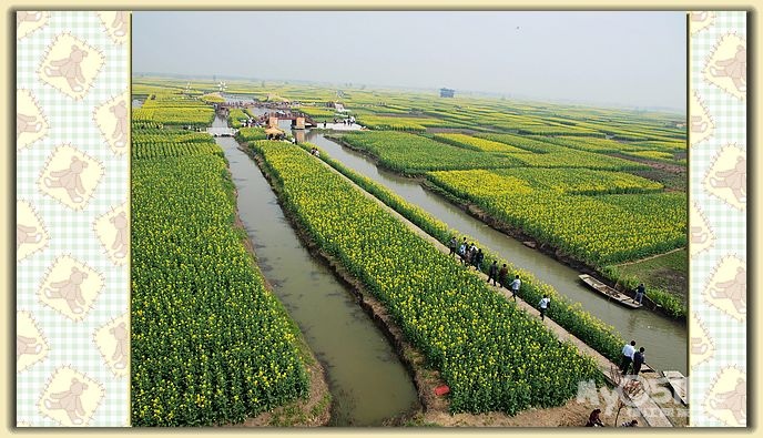 兴化千岛菜花、水上森林公园漂亮PP - 家有学