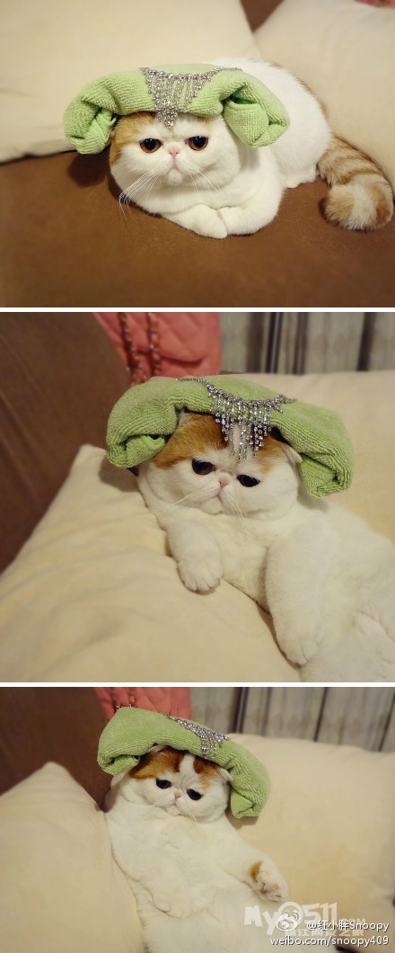 真正的美猫不惧湿身,不惧<em>头发</em>被弄乱毫不影响