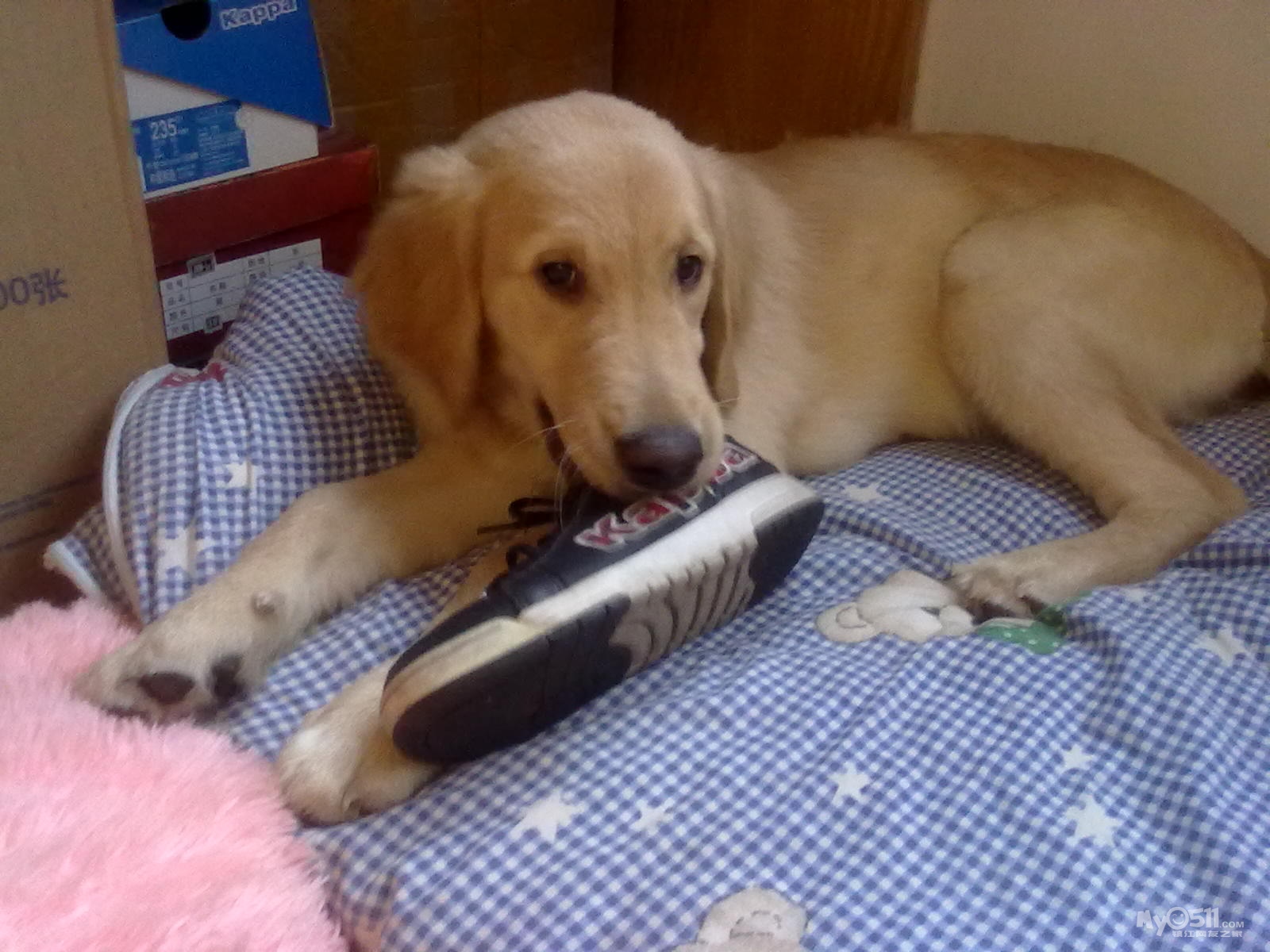 请问哪里有干净的地方给狗狗游泳捏?大家都是