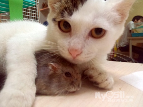 关于---猫鼠之恋-- - 茶余饭后 - 梦溪论坛 镇江,时