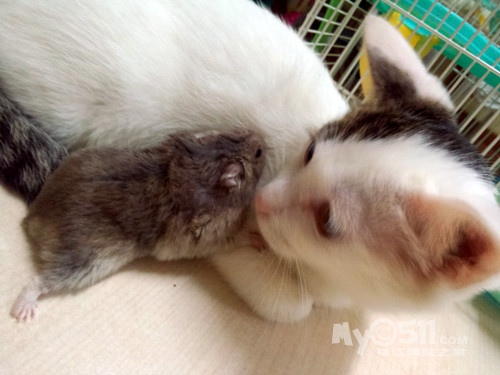 关于---猫鼠之恋