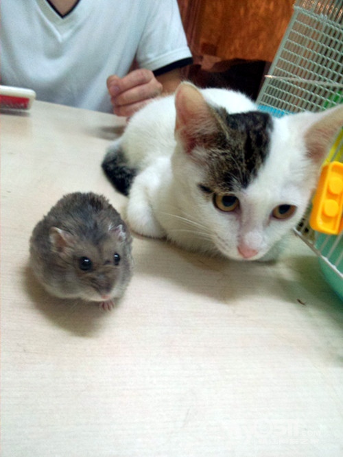 关于---猫鼠之恋