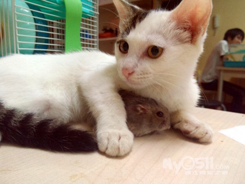 关于---猫鼠之恋-- - 茶余饭后 - 梦溪论坛 镇江,时