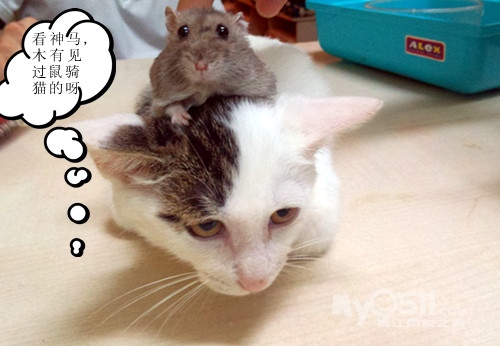 关于---猫鼠之恋-- - 茶余饭后 - 梦溪论坛 镇江,时