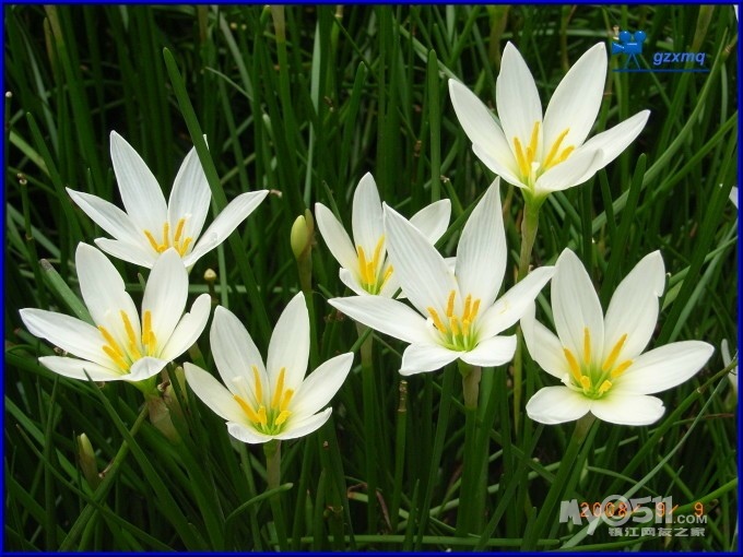 照猫画虎32 - 花季年少 - 花季年少 的博客 2016年11月12日 - znx123000 - 心语小院