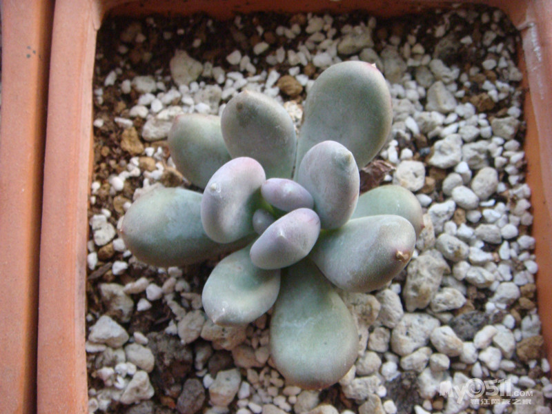 美女遭绑架挠脚心视频(4)图片