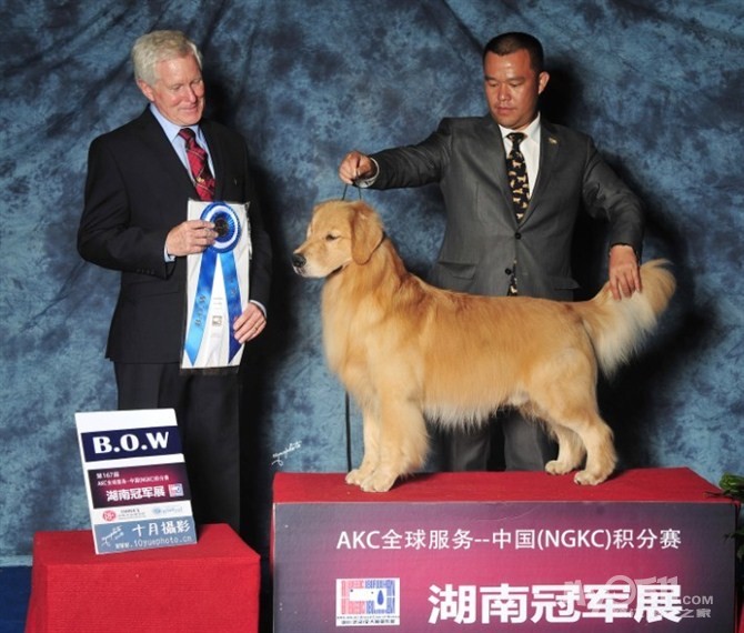 金毛寻回猎犬:杰森三协会登录冠军,双血统狗