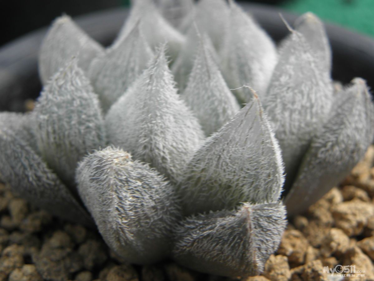 一直想要拥有的玉露 - 花鸟鱼虫 - 梦溪论坛 镇江