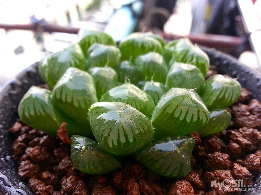 一直想要拥有的玉露 - 花鸟鱼虫 - 梦溪论坛 镇江