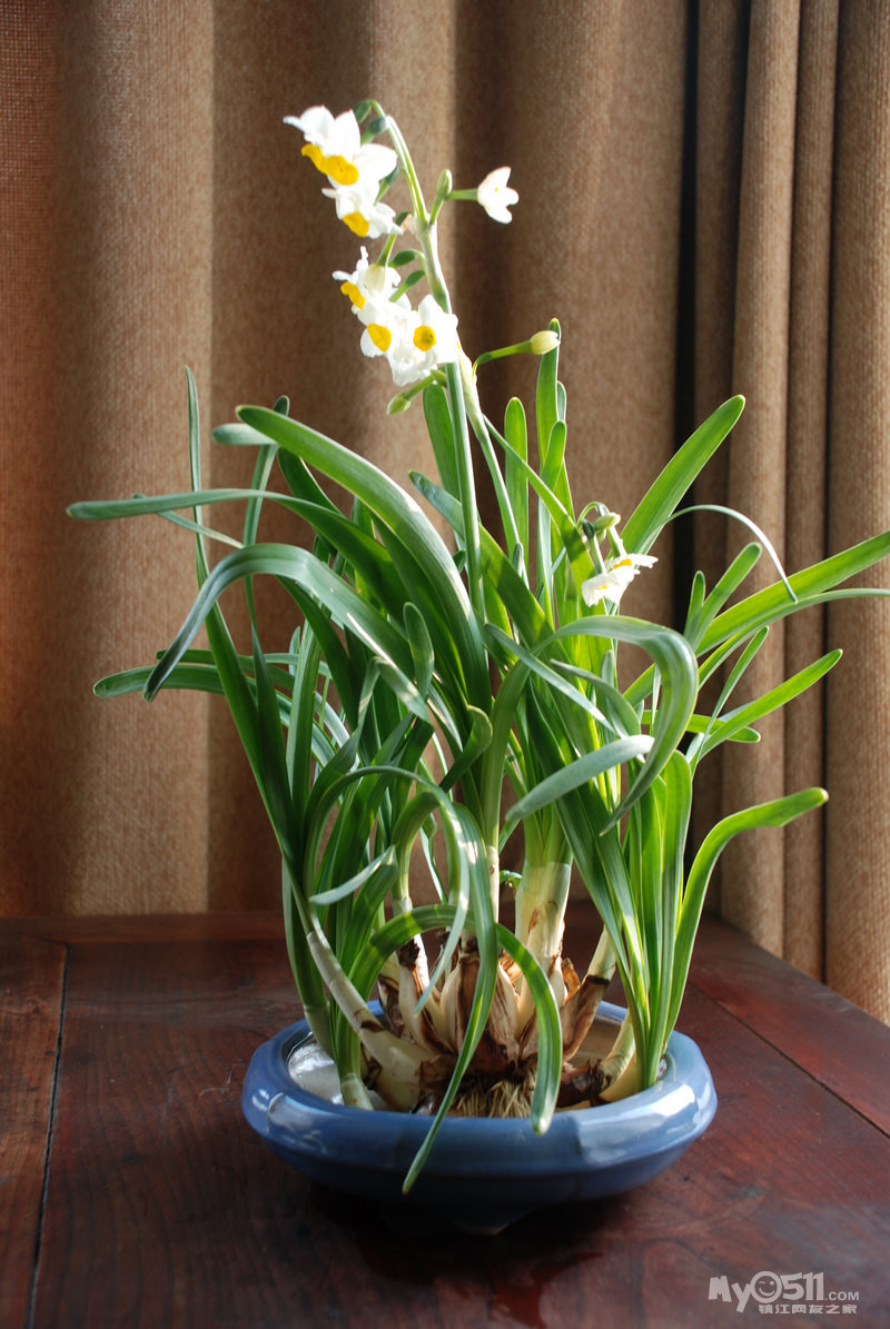 十二水仙盆,庆蛇年新春,祝大家快乐 - 文化传媒