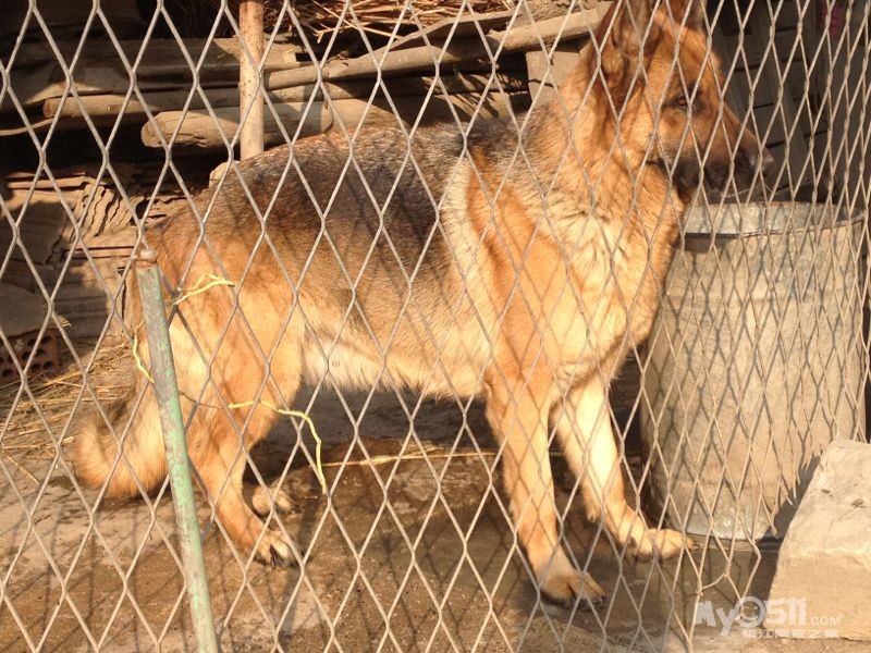 一条不起眼的德牧母。献上两张<em>怀孕40</em>天的照