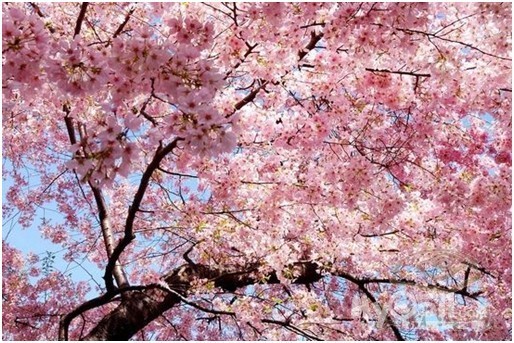 走起来 - 畅游天下 - 梦溪论坛 镇江,时事,招聘,求