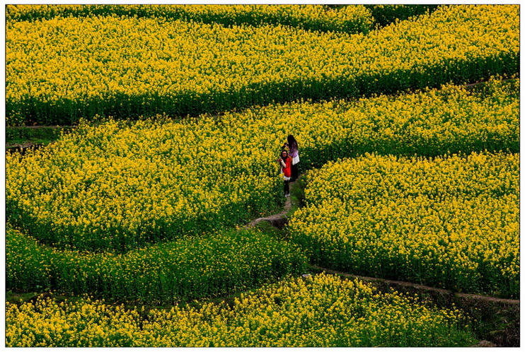 石潭、家朋、响水涧油菜花 - 视觉Coffeeshop摄