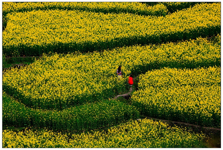 石潭、家朋、响水涧油菜花 - 视觉Coffeeshop摄