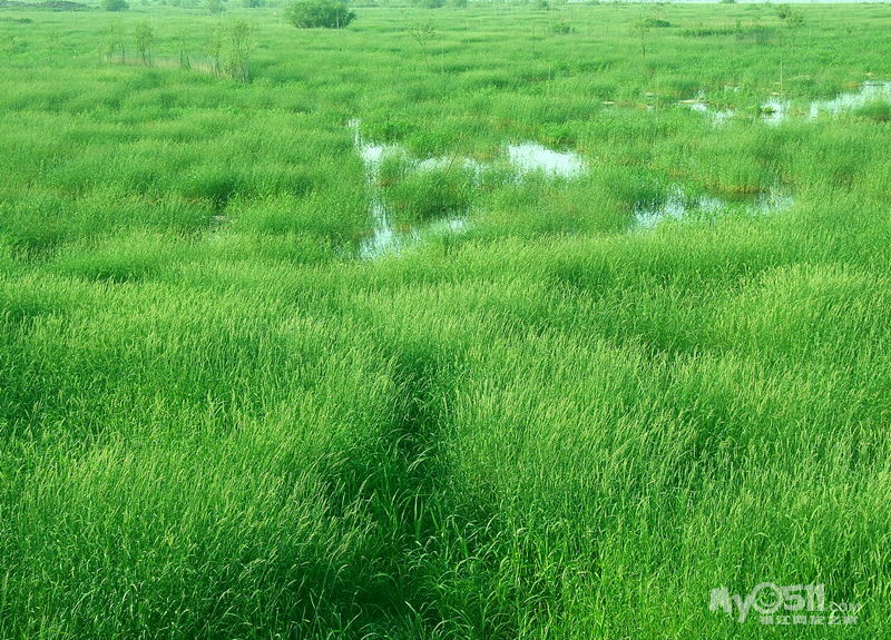 离离原上草.