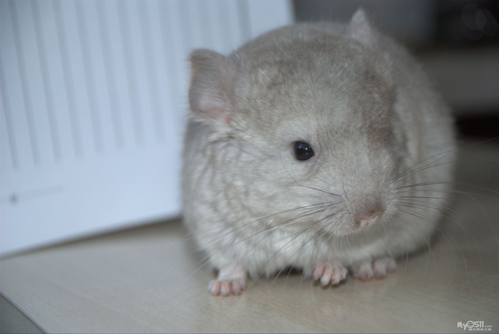 转让龙猫 浅咖DD 杏色DD - 宠物交易 - 猫狗总