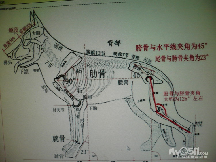 德国知名髋肘鉴定博士在京培训讲座[德牧<em>与狼</em>