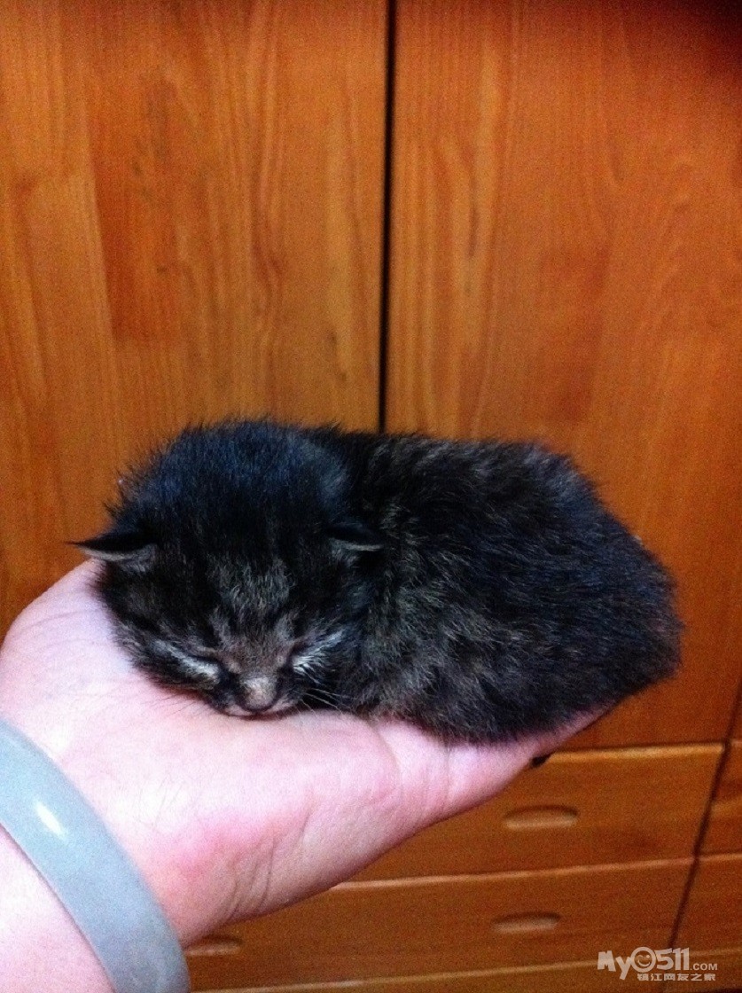 刚出生的小猫和小狗_刚出生的小猫和小狗高清图片