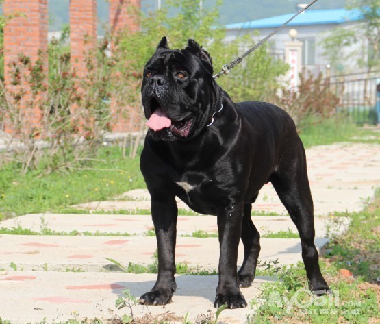 意大利猛犬卡斯罗A窝以卖完,现开始预订10月