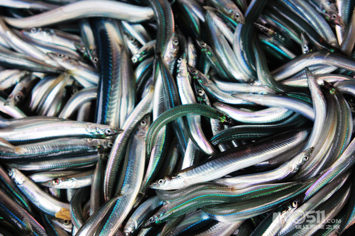 天热鸟,弄点海风吹吹 - 快乐老家 - 梦溪论坛 镇