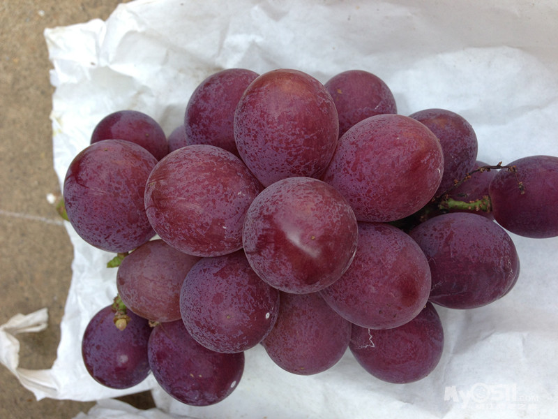 2013 夏天 丁庄巨峰葡萄,5块一斤,可试吃,买得