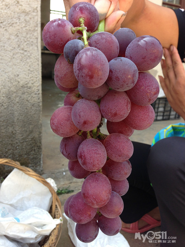 2013 夏天 丁庄巨峰葡萄,5块一斤,可试吃,买得