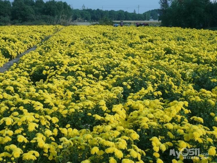 金丝皇菊金菊尊品菊之韵山前金蕊<em>黄菊</em>大菊花茶