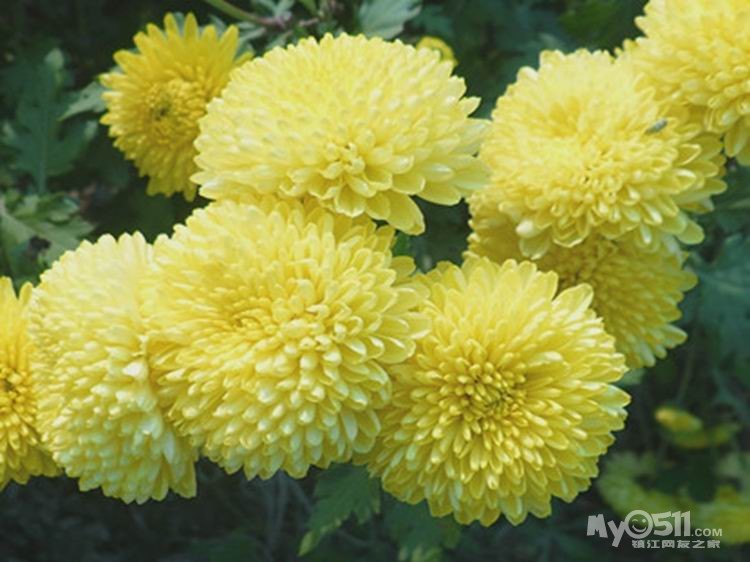 金丝皇菊金菊尊品菊之韵山前金蕊<em>黄菊</em>大菊花茶